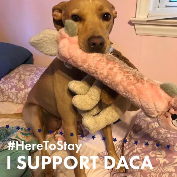 Meet your Posher, Abby - Picture 1 of 1